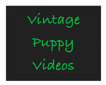 Vintage
Puppy
Videos