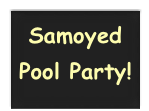 Samoyed
Pool Party!