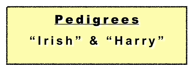 Pedigrees
 
“Irish” & “Harry”